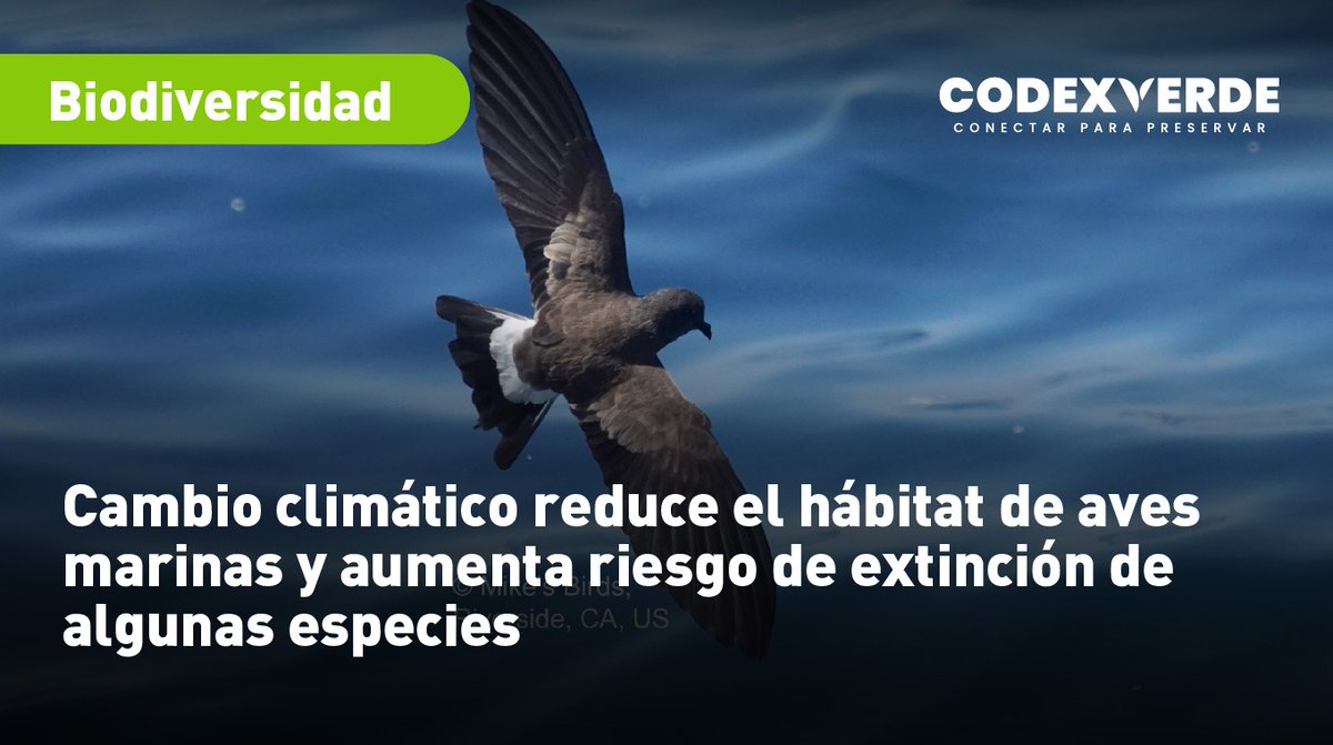 CodeXverde's tweet photo. 🦤Investigación publicada en Nature Climate Change advierte que más del 70% de las especies de albatros, petreles y fardelas podrían ver reducido su rango de distribución hacia 2100 https://t.co/hwRl9Tta5o https://t.co/rB4uND8nzL