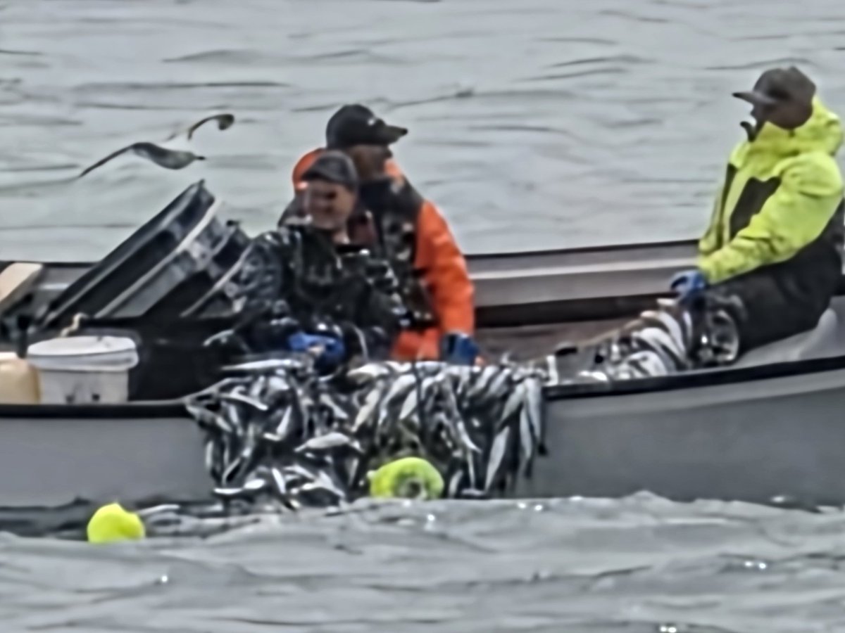 SheldonP's tweet photo. @LeeTremblett few herring on the go up here lol. 
Max zoom so crappy quality pic https://t.co/XCoqcGNAf9