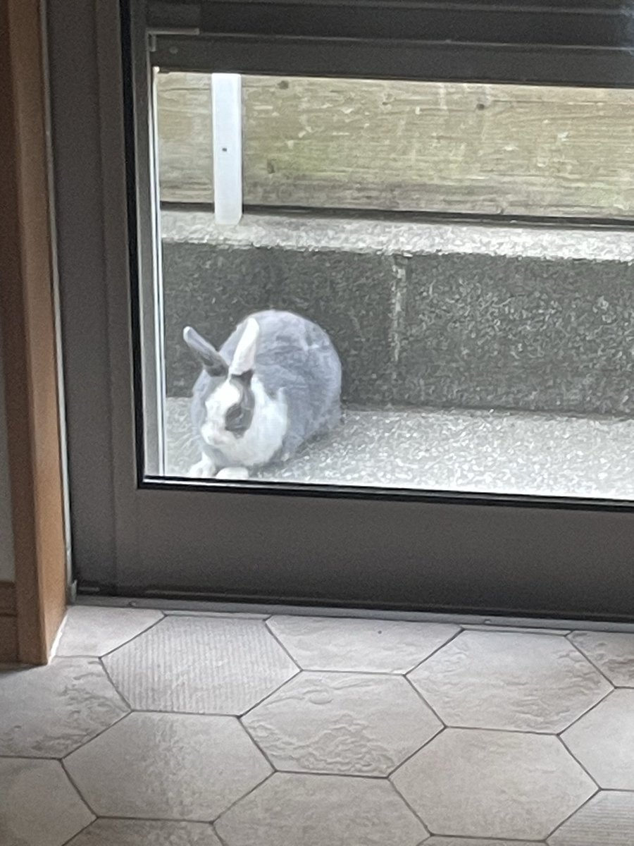 うさぎ