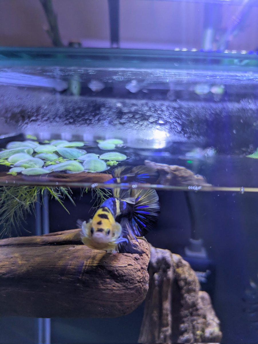 null_fruit's tweet photo. Parfait does this awesome thing where, if I stand in front of the tank in a black shirt (most of my shirts), he flares crazy big and starts patrolling the tank like a tiger. I think the black causes a reflection and he thinks there's an intruder https://t.co/OByQl3uBjq
