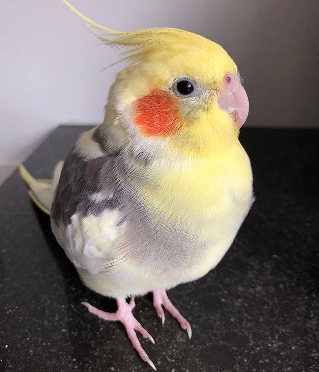 ⭐︎ tweet media
