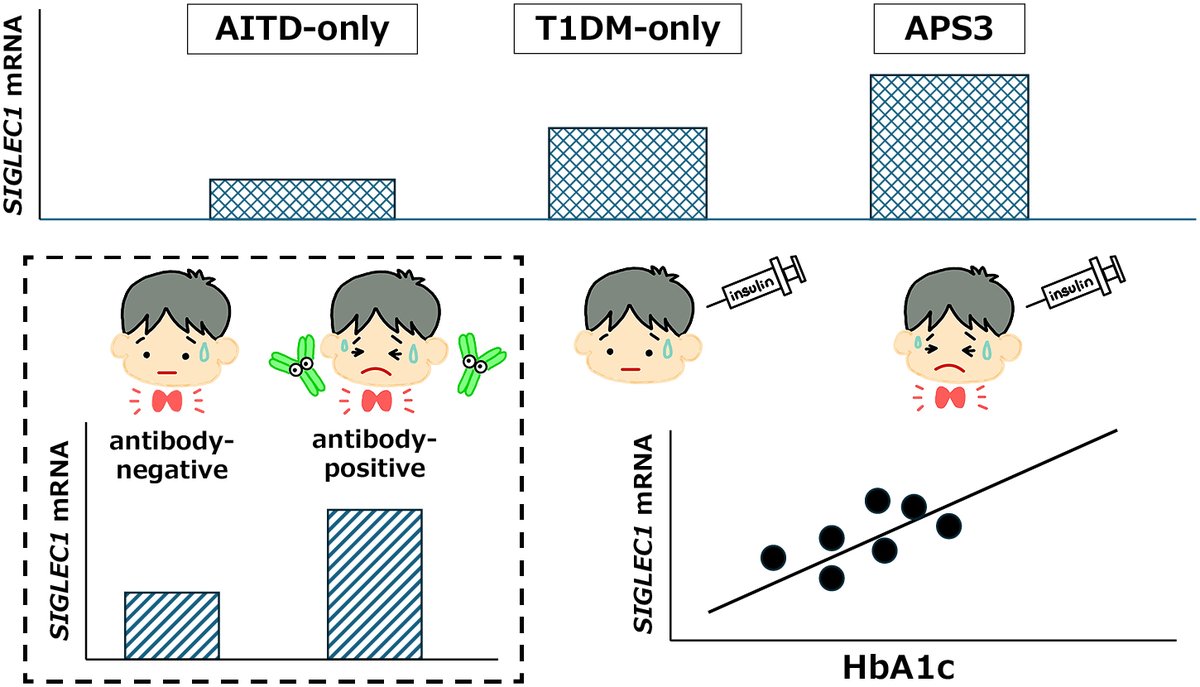 Endocrine_J's tweet photo. [Advance Publication] June 2, 2026
Mami Gamo-Kawasaki et al.
https://t.co/qH5UB5x6Lc
#Sialic_acid_binding_immunoglobulin_like_lectin_1
#Autoimmune_thyroid_diseases
#Type_1_diabetes
#Autoimmune_polyglandular_syndrome_type_3
#SIGLEC1 #AITD #T1DM #APS3 https://t.co/lVxn40oTos