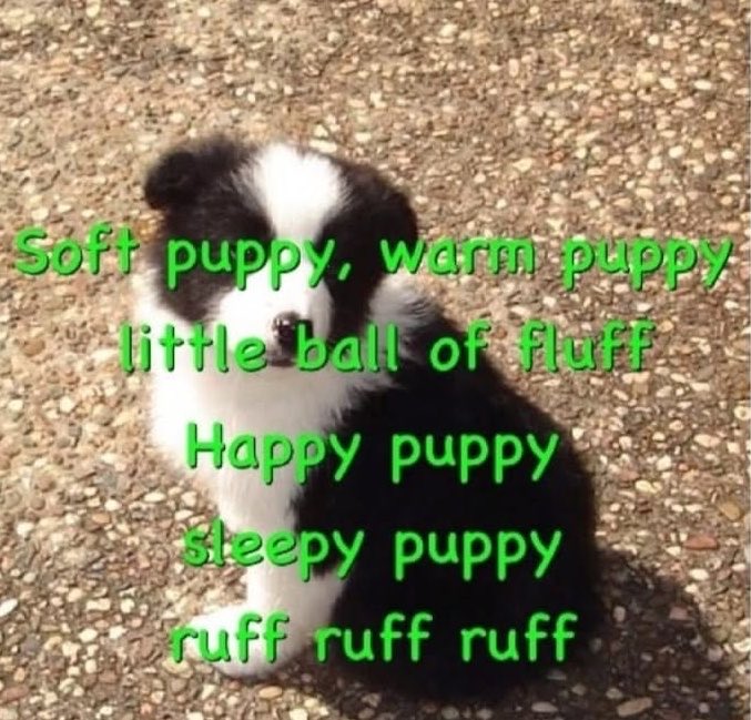puppy ౨ৎ tweet media