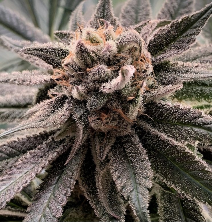 Jinxproof420's tweet photo. "9LB PUNCH "
 JINXPROOF GENETICS 
https://t.co/YraAvhMEEn https://t.co/Tp8HoyNsMp