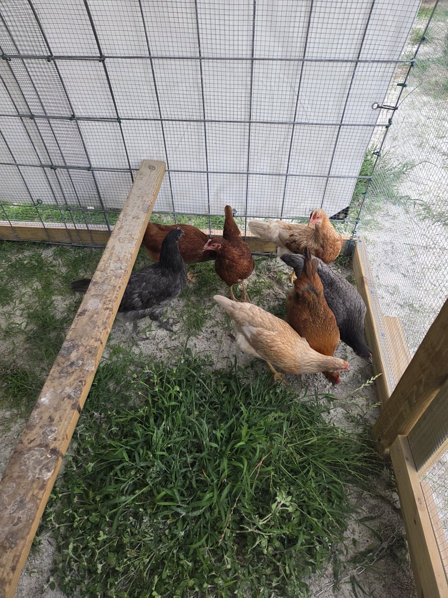 caffandconv's tweet photo. The ladies are enjoying their new grassy spot. https://t.co/wHl0MzWLbj