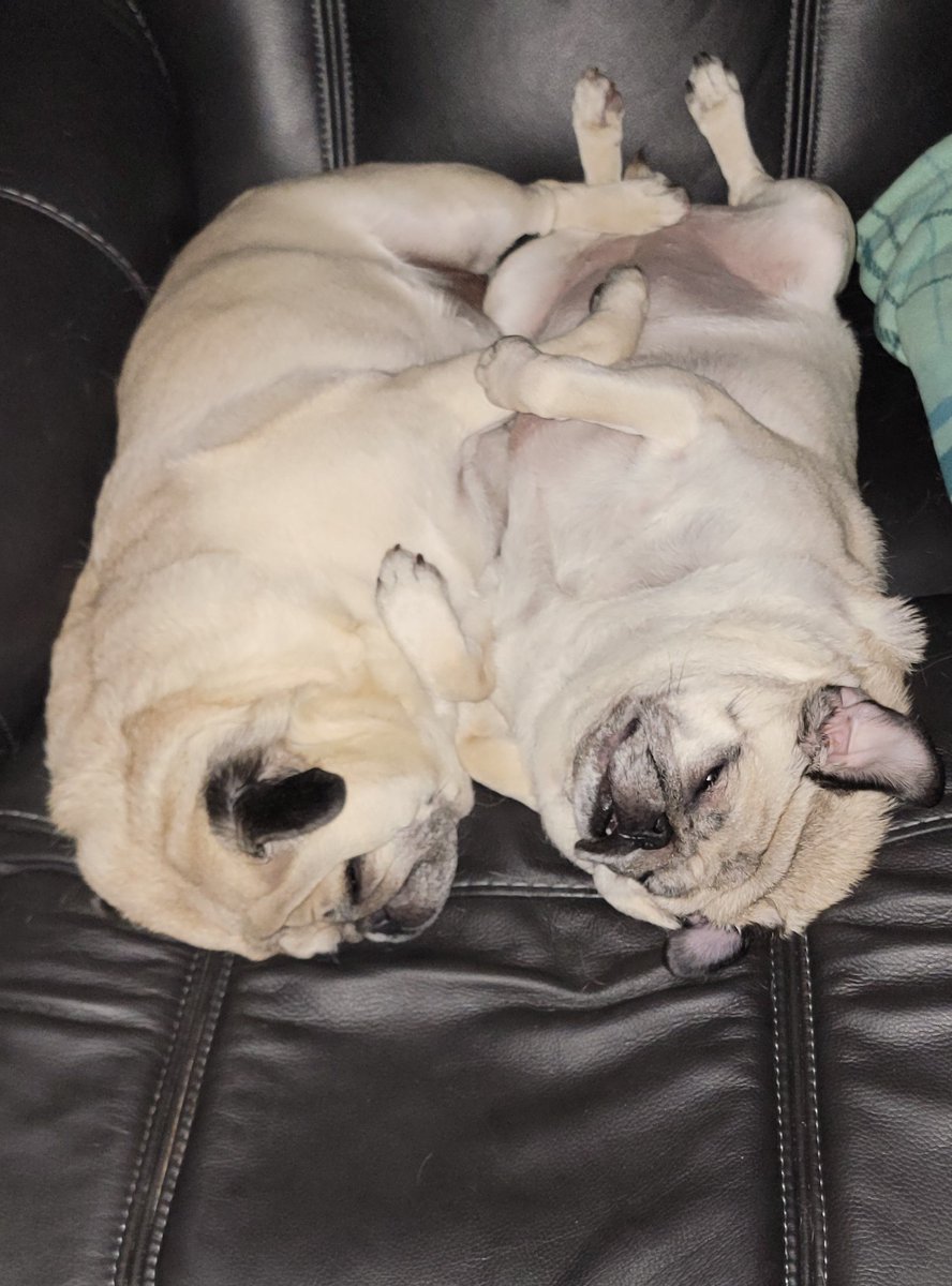 SarahPug12's tweet photo. It's naptime π΄ Happy Monday evening, friends! π€ #Stella #BabyGirl #Orange #BoyBoy #Siblings #Snoooozing #Content https://t.co/AVatDirC2c