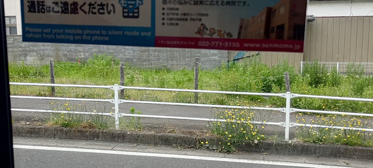 kumarobo's tweet photo. アメリカオニアザミ、仙台市のFixmystreetで申請して、除去していただきました。
お礼申し上げます。 https://t.co/Fuk4cX0im7