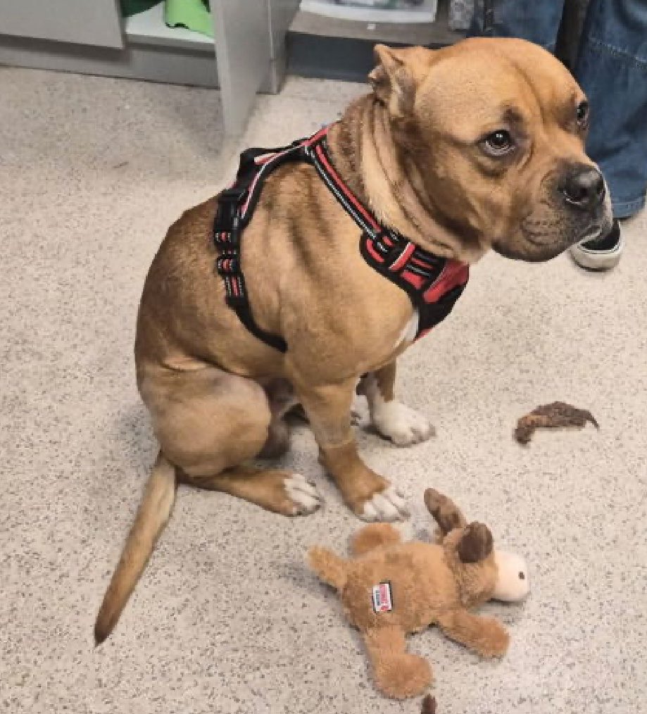 Quinnqueens's tweet photo. Nectar 255096
Relisted TBK 6/2
5 yr M Manhattan ACC

Waiting 12 days, he’s fearful & scared. You can see it in his facial expression⬇️ He stays at the back of his kennel & tries 2 dodge the leash. Only 2 pics. Adult only home, he needs a patient human 2 help him trust & show him he’s loved.

#Foster #RescueOnly in the Northeast area. #Pledge4Rescue
https://t.co/z6g3LRLLuJ