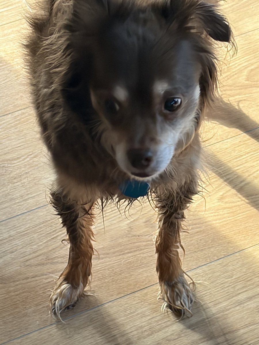 BurtisTim's tweet photo. @luisjgomez Here’s a picture of Charlie who decided to go roll around in the wet grass to brighten your day https://t.co/GcFRfdTYxu