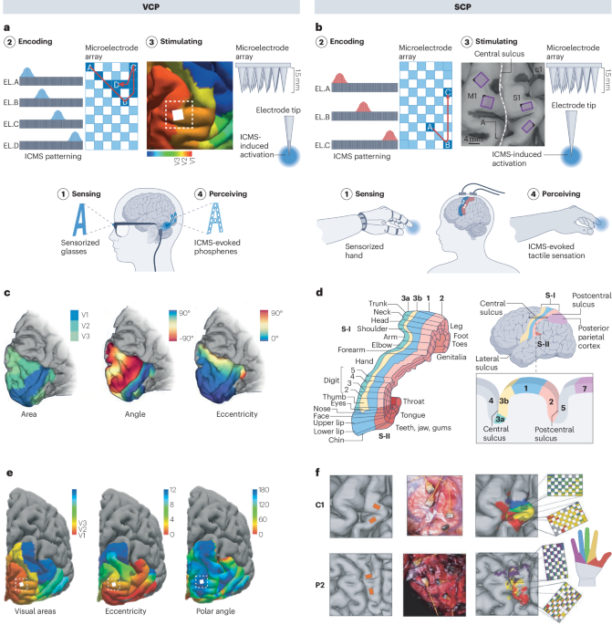natrevbioeng's tweet photo. Restoring vision and touch with cortical microstimulation https://t.co/u8RNu9SvRP https://t.co/IhppJ845Km