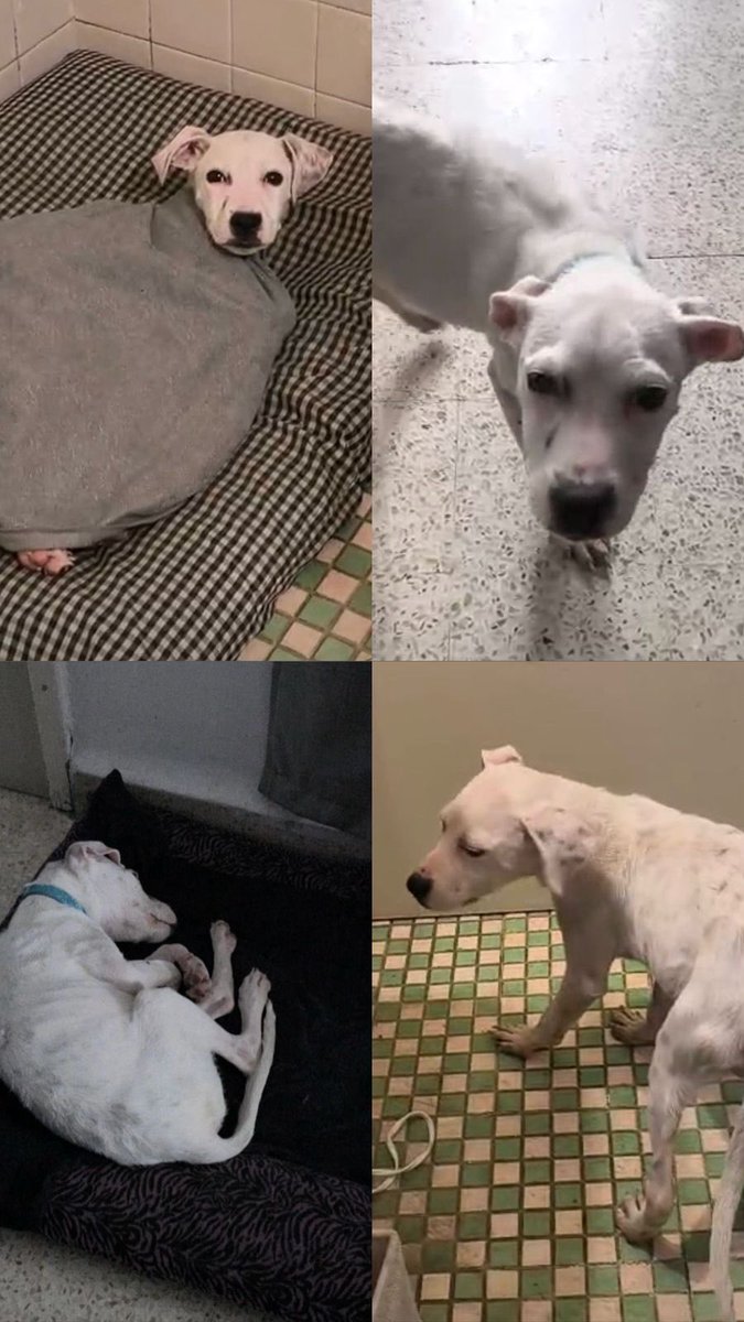 RexyGrace's tweet photo. Amigos ayúdenme a encontrarle casita a ésta muñeca , aprox tiene 6 meses , necesita una familia linda ó ayúdenme a compartir mínimo por favor , cualquier duda mándenme mensaje por WhatsApp
#ADOPTA #Esteriliza https://t.co/BciI8INDde
