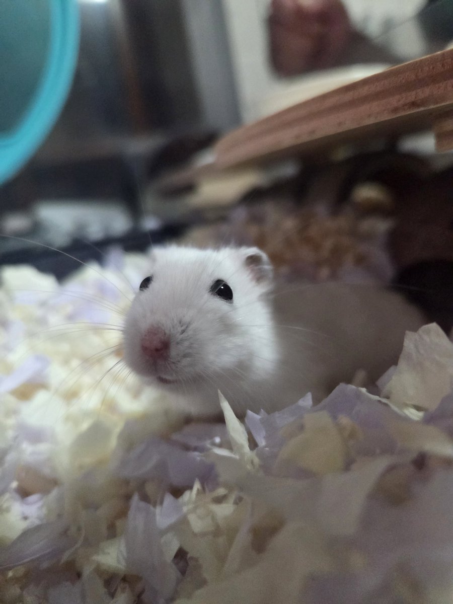 rusipersou's tweet photo. 옹이공주 웃상햄소토 🐭🩷 https://t.co/TLkXTXfaBq