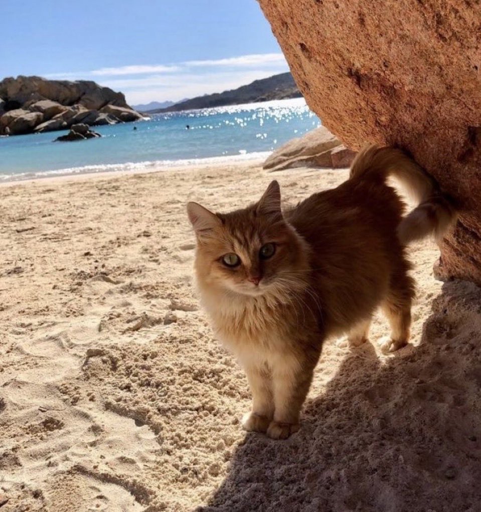 Ｃａｔｍａｘｘｅｒ tweet media