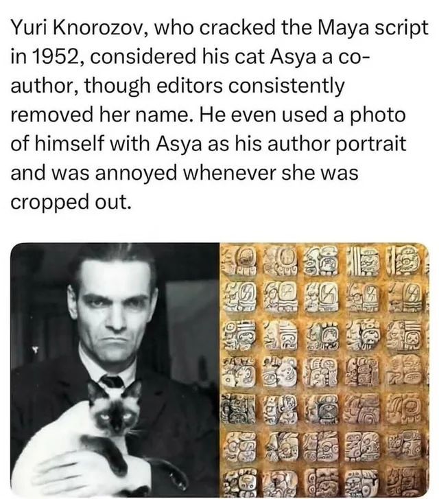 coolcatsociety's tweet photo. https://t.co/n8km02Ccl1