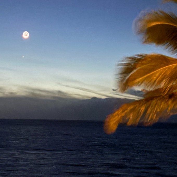 onlypaterson's tweet photo. Moon and flower.
Kihei, Hawaii, and Philadelphia, Pennsylvania.
#photography #moon #palmtree #hawaii #flower #blueflower #morningglory https://t.co/ZylIYhESFB