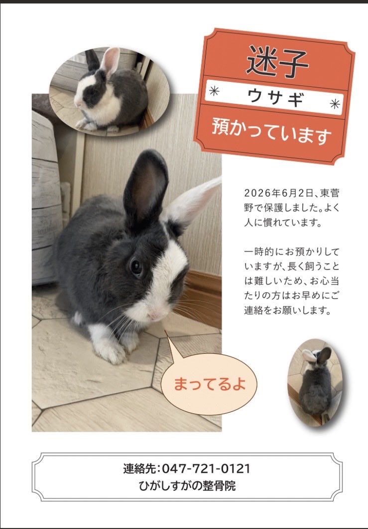 月に行ってしまった🌕エントリーNo.46 うさぎのしろちゃんぴー