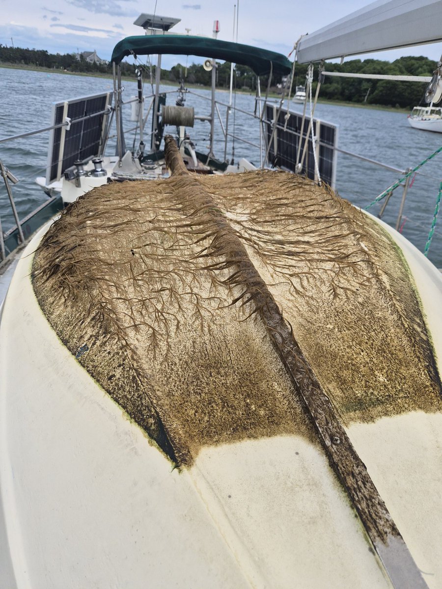 Sailnada's tweet photo. It's what happens when you leave your dinghy in the water for 3 weeks. https://t.co/6roZKlA6fJ