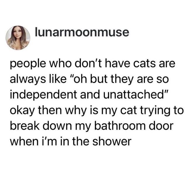 CatTikToks's tweet photo. https://t.co/xlw7RSUWEM