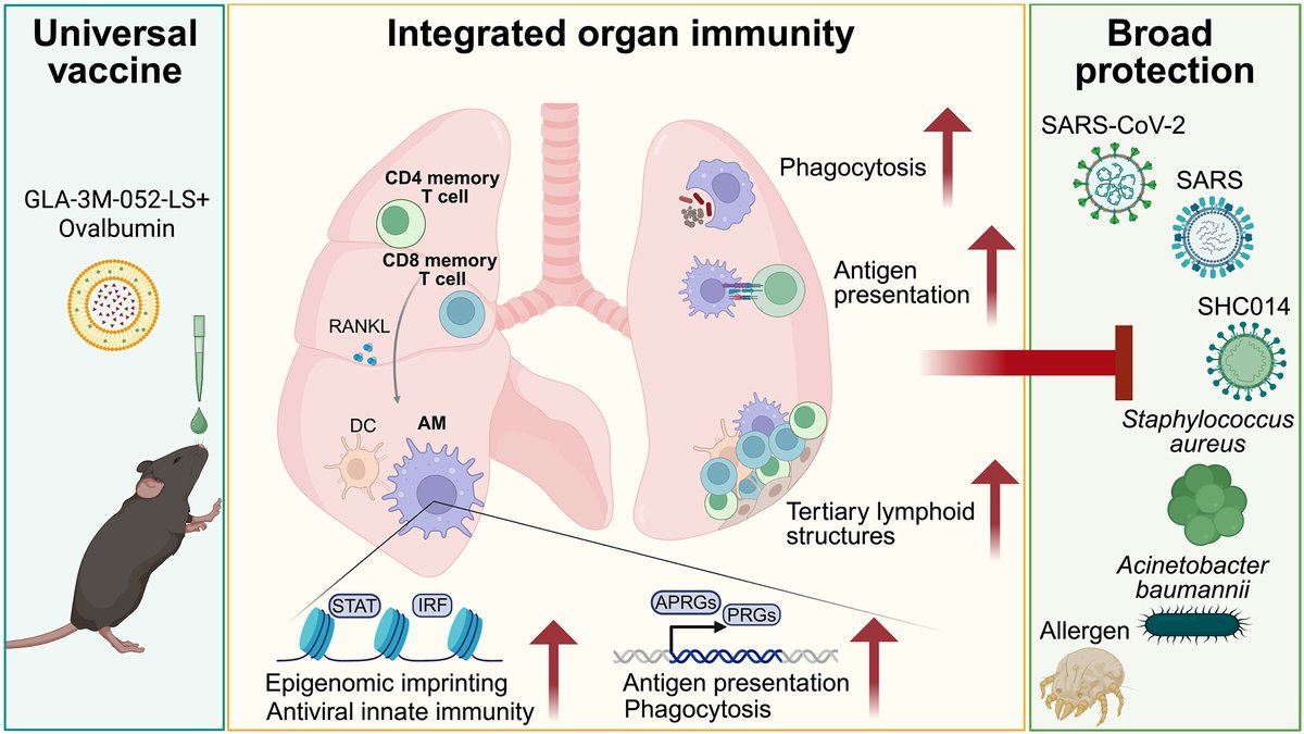 ScienceMagazine's tweet photo. A vaccine that could provide protection against multiple pathogens would be invaluable, particularly during pandemics in which knowledge of the causative pathogen is limited. 

In a new Science study, researchers found that a nasal vaccine designed to stimulate innate immune cells and T cells provided protection against both viral and bacterial lung infections in mice. https://t.co/SErpKv9RrB