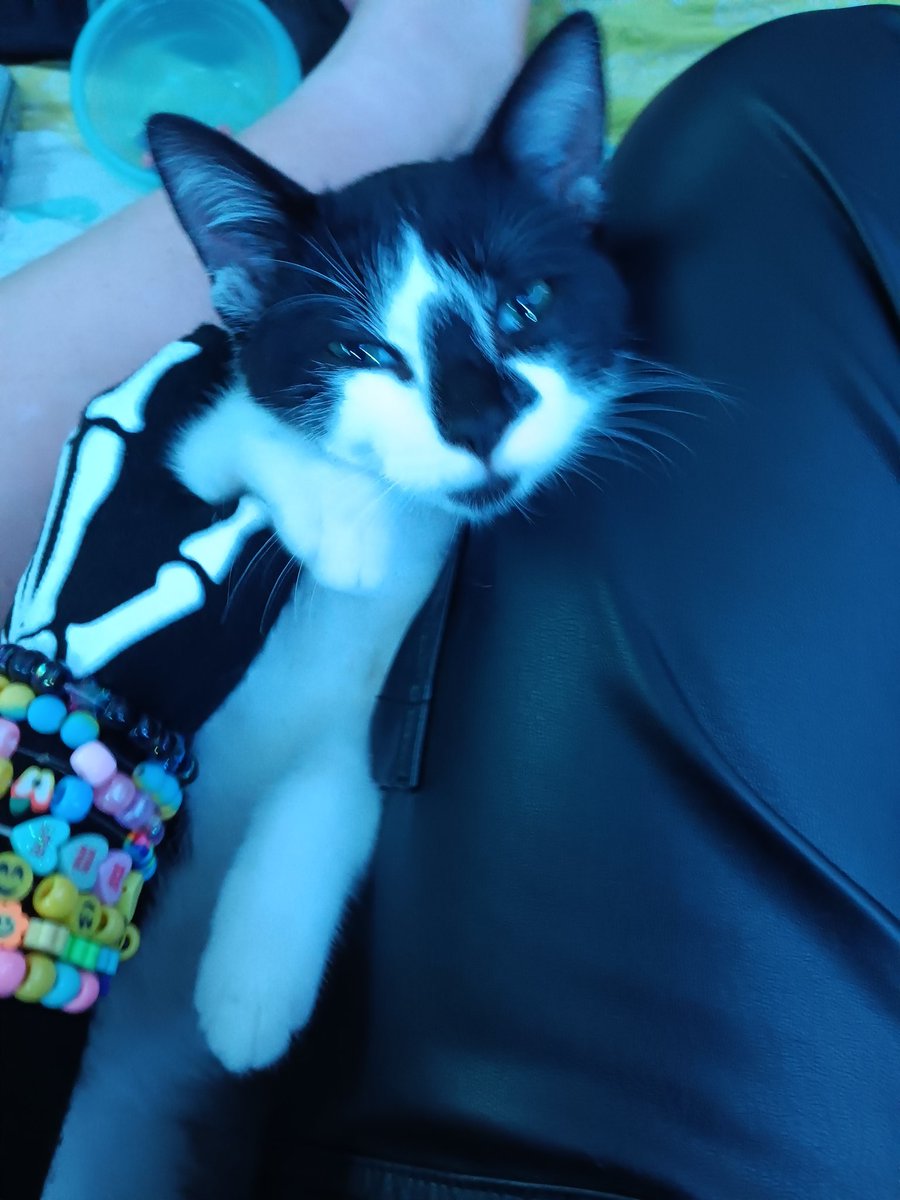 karaalysia's tweet photo. My friend's cute cat. :) https://t.co/JNGQJ8qVRr