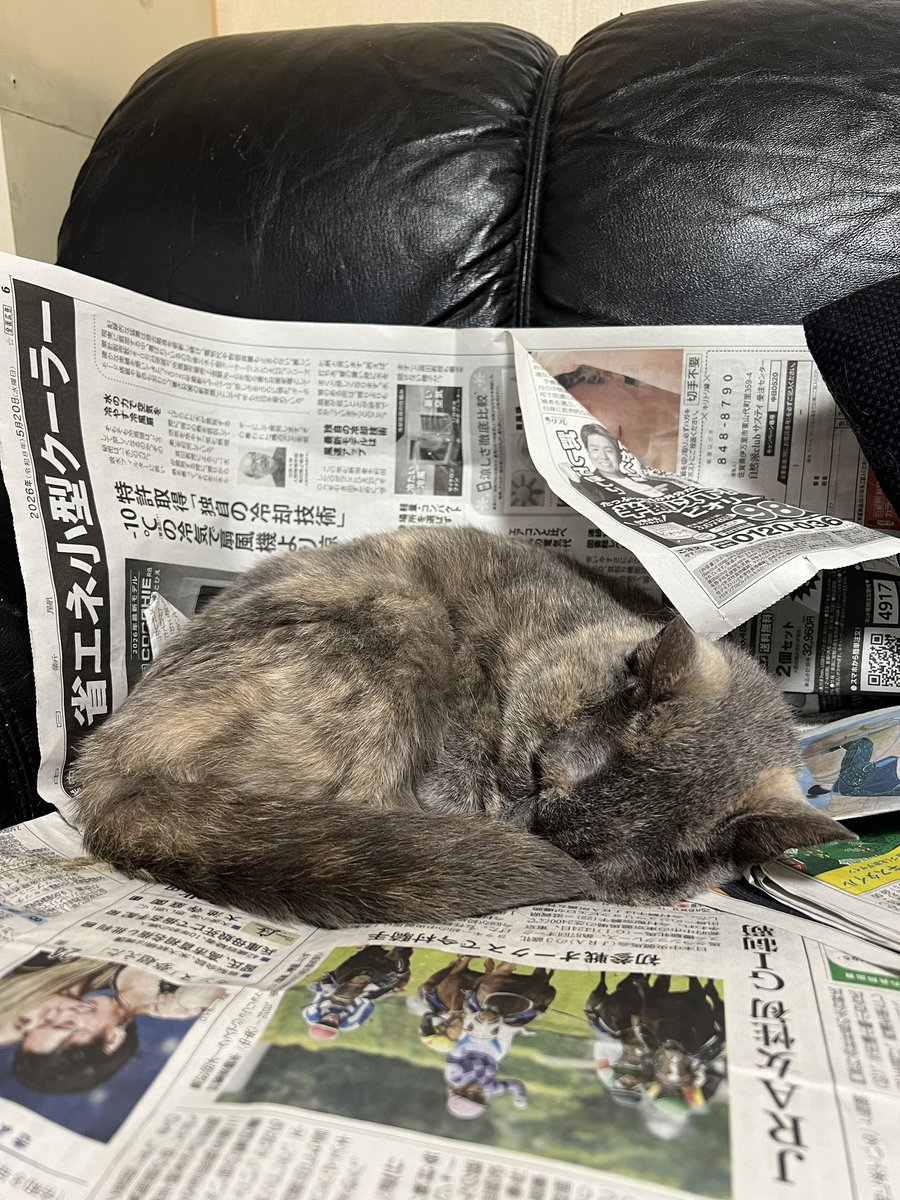 staturo's tweet photo. 新聞紙の上で寝ることにしました  #らぶきゃ #なんあの部 #ねこ https://t.co/VkTS4jCAy3