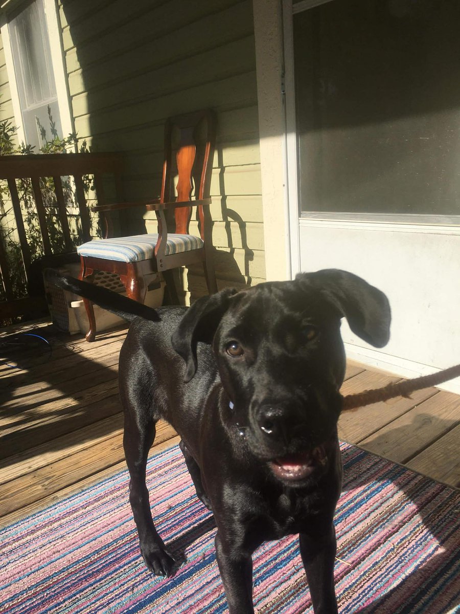 GailsLife6's tweet photo. @LockHimUpDammit My baby boy..Chapo https://t.co/C6GVLfYzGQ