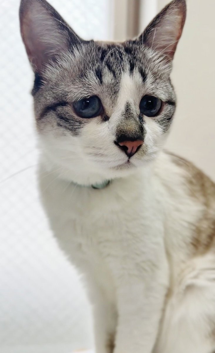 ぴえん猫ミント (@piennekomint) / Posts and Replies / X