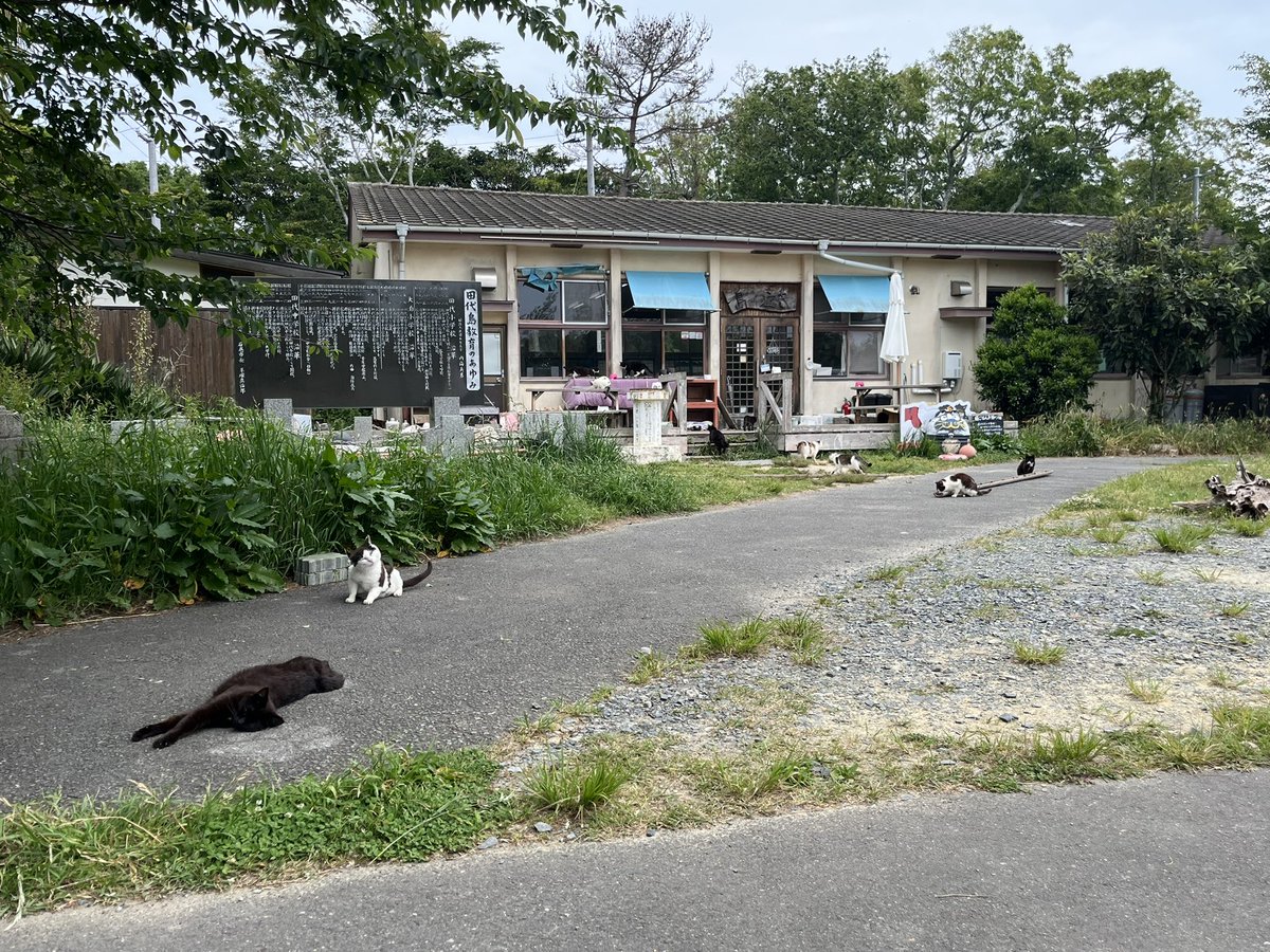 33key1's tweet photo. お、おお、おおお、おるね。
#猫
#田代島 https://t.co/Y6ZMMpP8MP