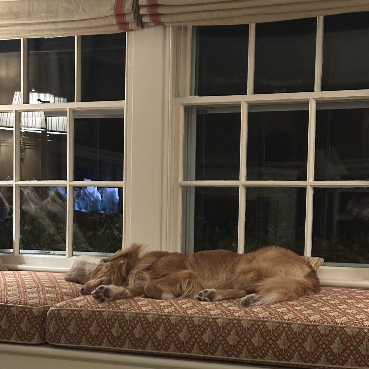 ShadowLakeDog's tweet photo. Mom + I did looong walkies this evening. Now I’m relaxing, watchingTV with Dad and hubro. Don’t be fooled. If hubro’s snack crinkles or crunches, I’m ready! https://t.co/E3dRoiQWgF