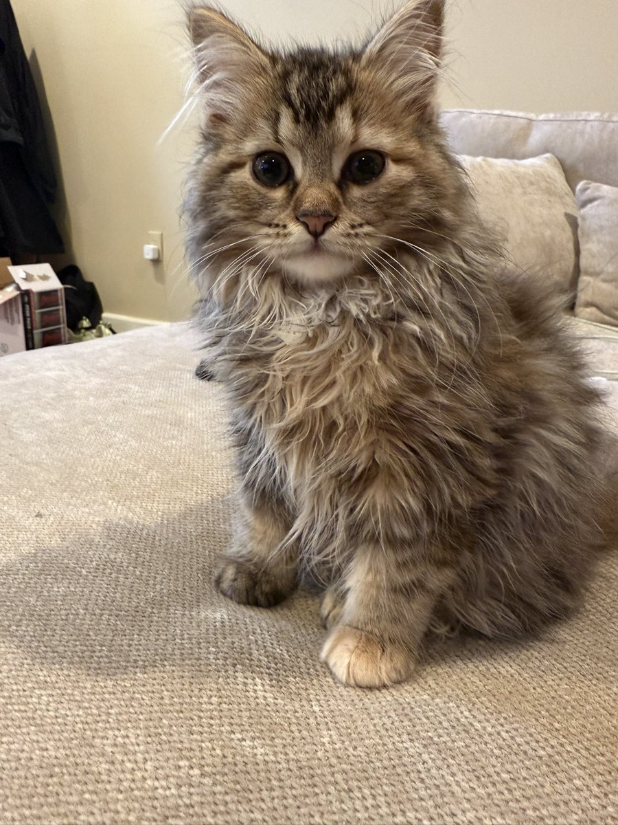 leishaleish's tweet photo. I really don’t know how I got so lucky .. my little angel is literal PURRfection 🐾 https://t.co/v0zhhC2FrK