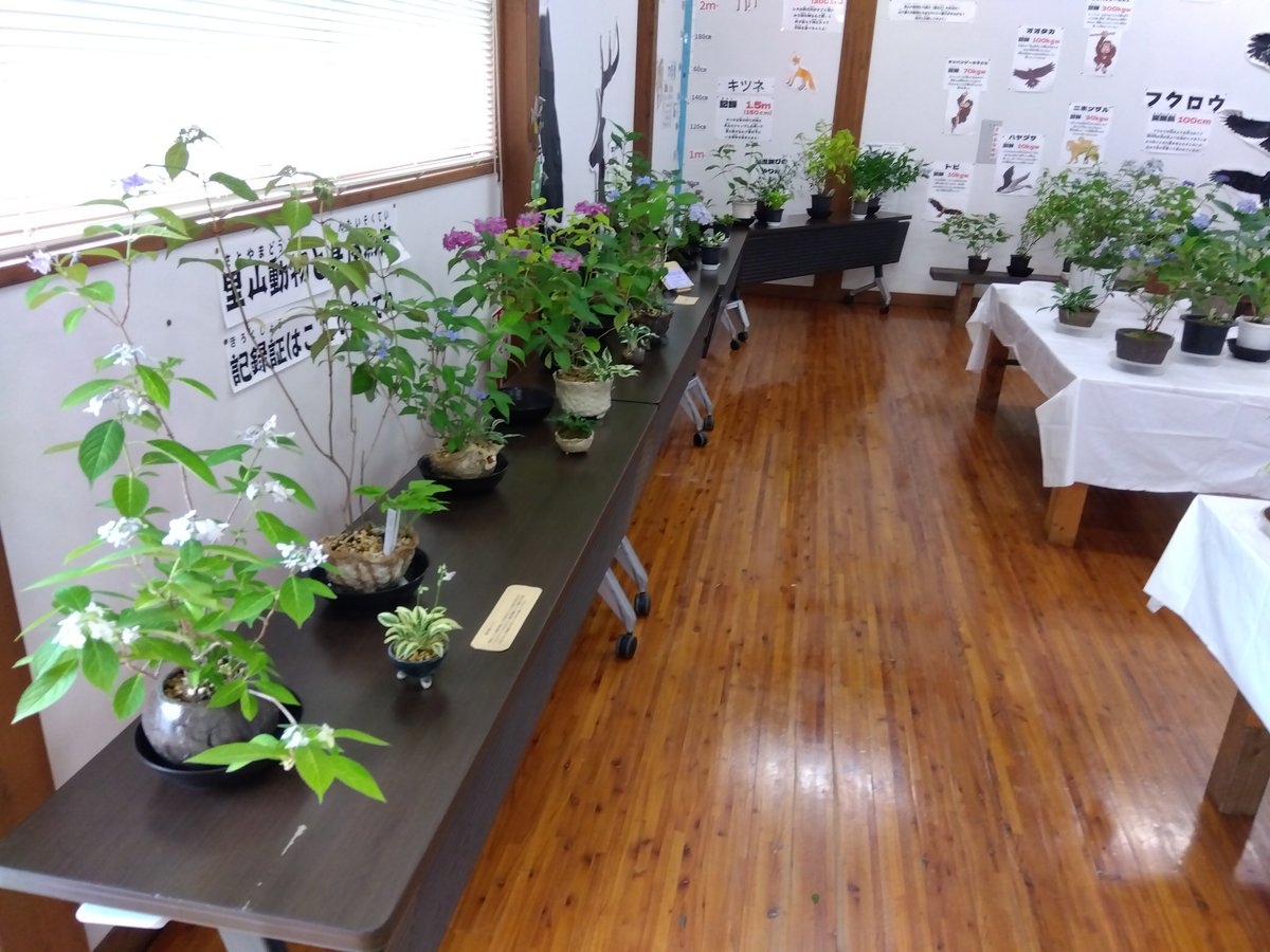 wellness2007's tweet photo. 【紫陽花の展示会】
今日から6月7日まで「紫陽花の展示会」を開催しております。
様々な種類の紫陽花が展示されている様子はとても綺麗です。
皆様のご来場をお待ちしております！
#桂川ウ���ルネスパーク #里山交流館 #紫陽花 #展示会 https://t.co/s7HhdIgZMl