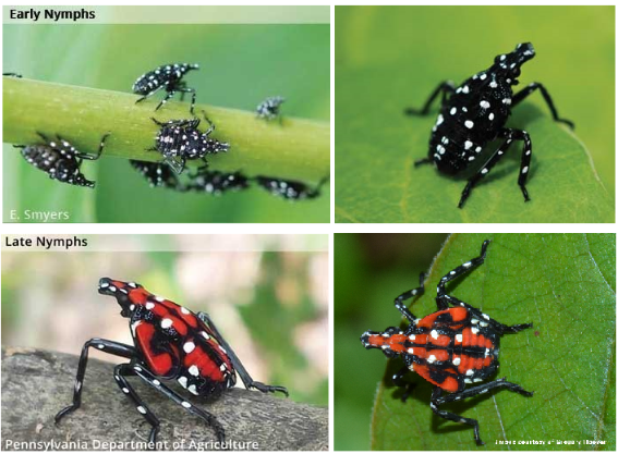 sustainableCLE's tweet photo. Keep Out An Eye -- for the Spotted Lantern Fly:
Before they hatch: scrape eggs (gray, mud-like patches) into soapy water.
Before they fly: stomp SLF nymphs, vacuum them up, spray with water and soap. 

More info: 
https://t.co/rGpGH4IdUq https://t.co/QHU5BaGM1j