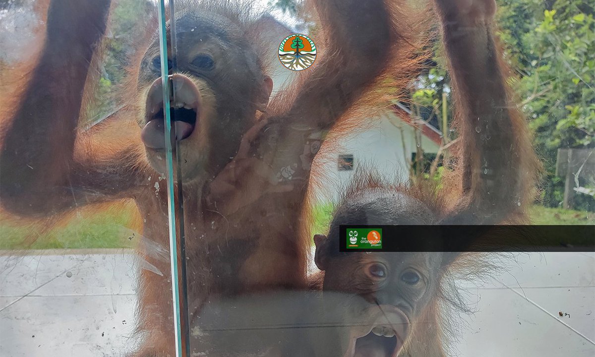 orangutanlover67 tweet media