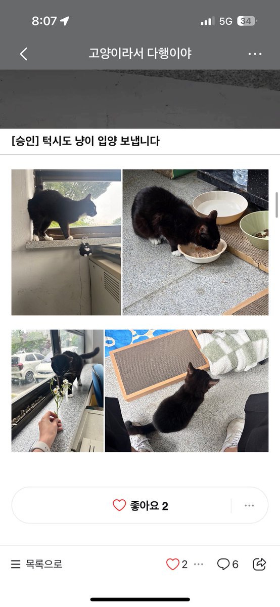 mulgyeol327's tweet photo. 턱시도 고양이의 임보처 혹른 반려인간이 되실 분을 찾습니다!!!! 회사에서 엄청 눈치준다고 하네요 ㅜㅠ 좋은 인연이 닿을 수 있게 알티 많이 부탁드립니다 https://t.co/uPCYrFgOsy