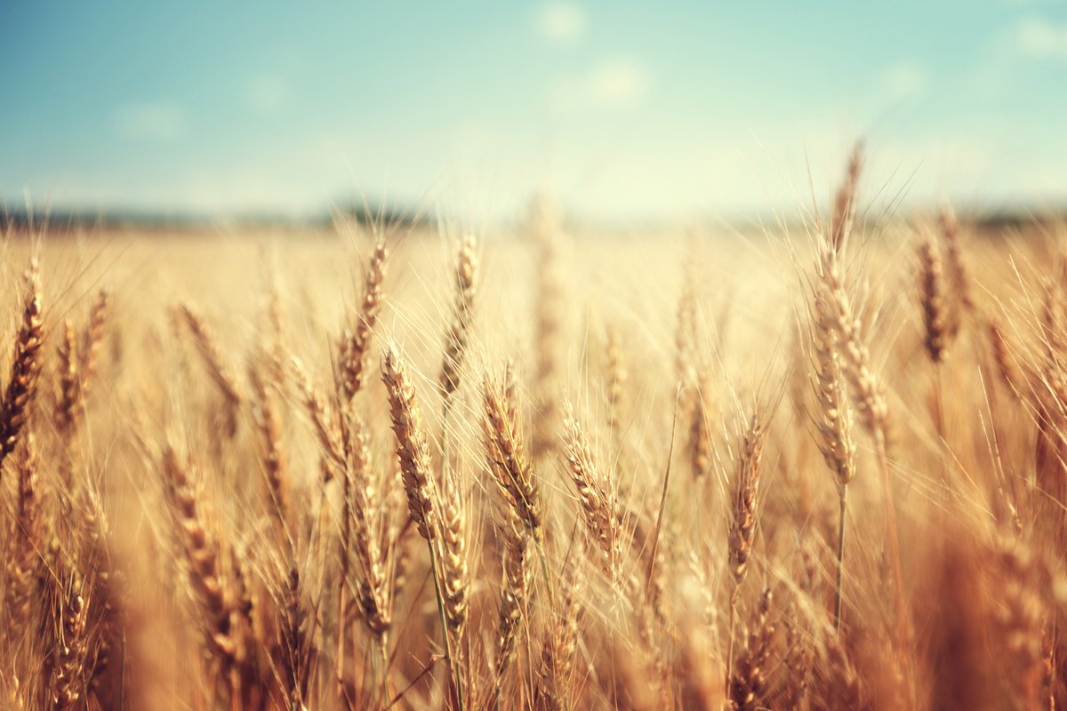 isaaa_org's tweet photo. Ukraine is bringing its agricultural biotechnology legislation closer to EU by August 2026. Read details in #BiotechUpdates: https://t.co/TXVAHyDXFQ https://t.co/lU20YpRAkf