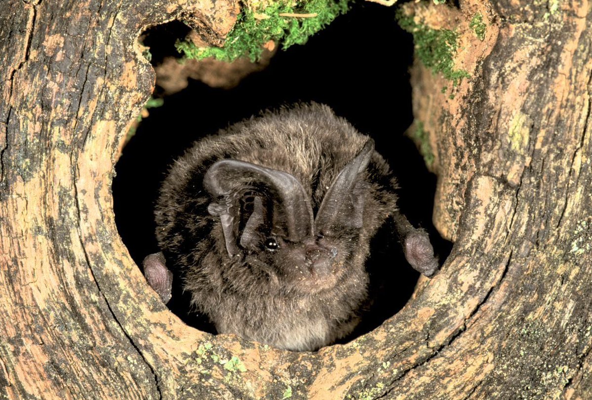 ferret! 💛🦇 (#1 BAT LOVER) tweet media