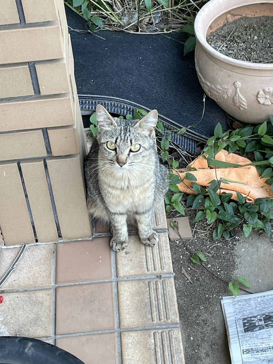 最近撮った野良猫ちゃん達〜🐱