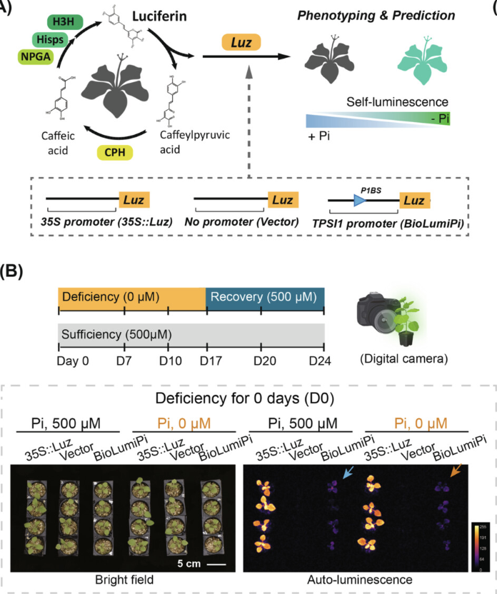 paperperday's tweet photo. Visualisation and Prediction of Phosphate Deficiency via Auto-Glowing Plant Bioluminescent Sensors
https://t.co/kVRob1BFCS https://t.co/tZDHnUaQM6