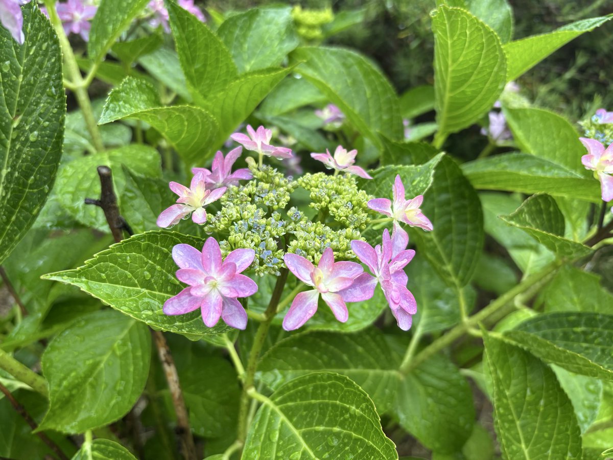 PortopiaPark's tweet photo. 紫陽花を見ていたら…
なんだか花火みたいに見えてきた🎇
パーって✨見えませんか？🤭
雨降りの日もイイなと思えますね🌧️
しかし…台風🌀には、みなさん備えを❣️
何もないことを祈ります🙏
#呉ポートピアパーク　#呉市
#紫陽花　#平穏に過ごせますよう https://t.co/JwM6B59rHs