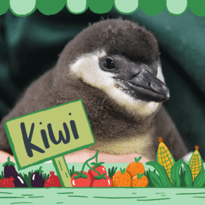 PhilizoCrypto's tweet photo. WE CAN ADOPT A GAY PENGUIN FOR PRIDE MONTH,

I found a GIGA cute one named Kiwi and he was JUST BORN!!!

He is super rare and endangered, all the fees go to

Kiwi - https://t.co/5GJznVrDSp.

https://t.co/WEI3FFcfJ2 https://t.co/Uv0rX3Vhjw