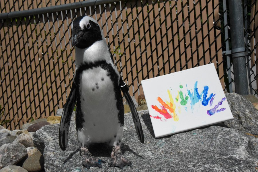 PhilizoCrypto's tweet photo. WE CAN ADOPT A GAY PENGUIN FOR PRIDE MONTH,

I found a GIGA cute one named Kiwi and he was JUST BORN!!!

He is super rare and endangered, all the fees go to

Kiwi - https://t.co/5GJznVrDSp.

https://t.co/WEI3FFcfJ2 https://t.co/Uv0rX3Vhjw