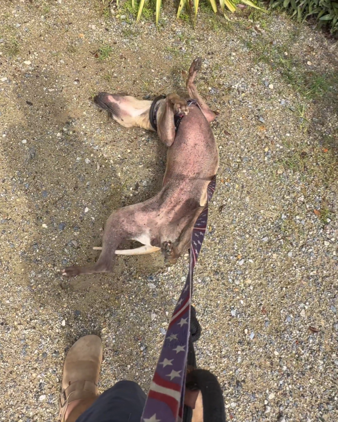 FNTrader4's tweet photo. If any one is interested this is where Sam  (@solanaroyalty) is walking dogs at  @SoiDogPhuket

Find your way to support or send Sam some kind words as he travels solo overseas working with different shelters. https://t.co/K4lIhFDZuJ