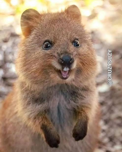 Quokkzilla's tweet photo. Hopping in to say Happy Pride! 🌈 Whether you’re on the mainland or visiting Rotto, remember to love exactly who you are, stay curious, and keep smiling. Love is love! 🦘🏳️‍🌈😻
#PrideMonth https://t.co/MUFXSnND6I