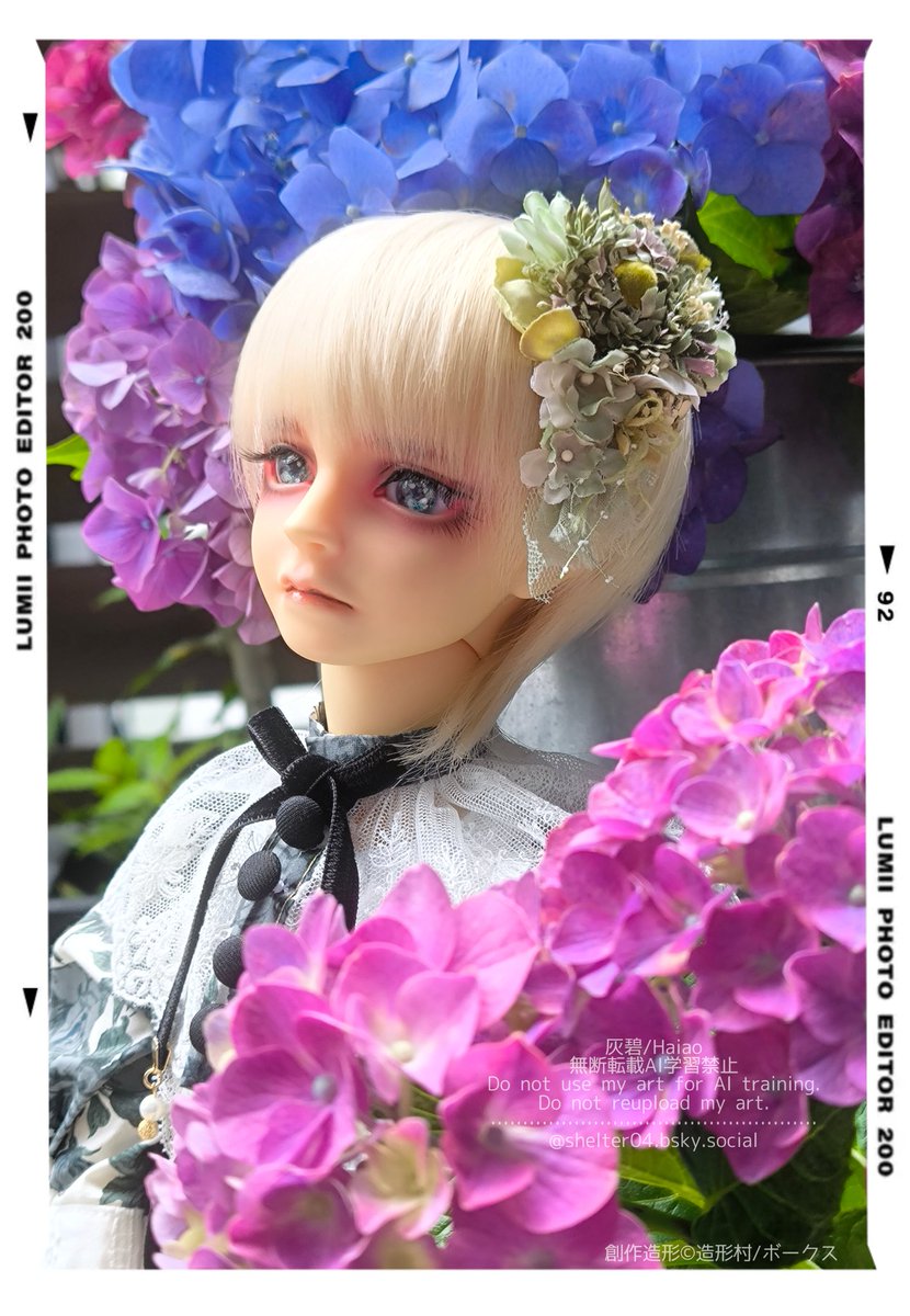 gray04blue's tweet photo. 紫陽花とうちの子たち💠① https://t.co/lPEiasnOUX