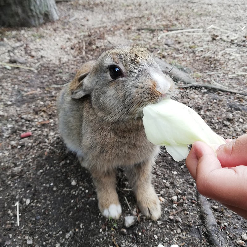 孤独の料理人(고독한 미식가 ) tweet media