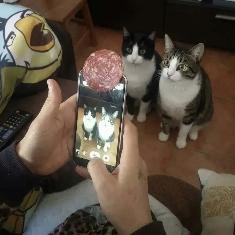 ddotu_ddotu's tweet photo. 고양이 사진 찍는 꿀팁 이라네요~
살라미 소세지를 위에 얹어서 ㅋㅋㅋㅋㅋ

고양이 눈 초롱초롱 https://t.co/XVH7oUpTZA