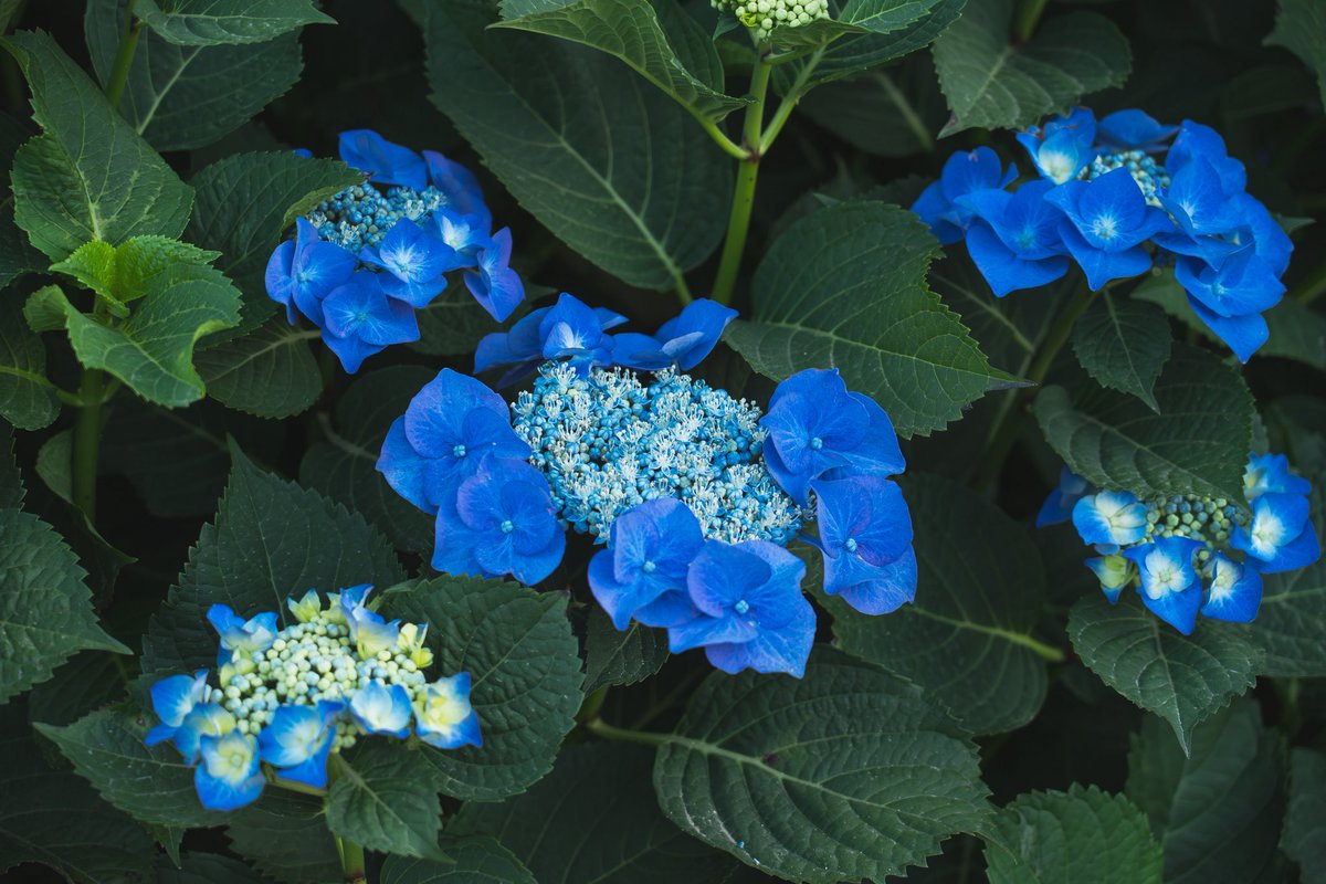 take99_'s tweet photo. hydrangea
#紫陽花 https://t.co/BfNE2DB6aq