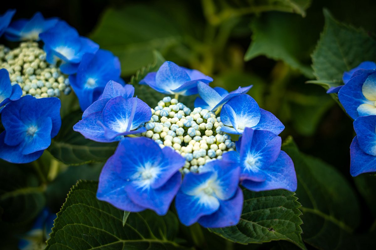 take99_'s tweet photo. hydrangea
#紫陽花 https://t.co/BfNE2DB6aq