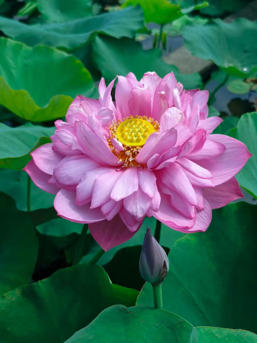 applewei88's tweet photo. One pond of lotuses, whole summer in sight.
一池荷花，满目盛夏。
#LotusFlower #SummerScenery #TravelChina #ChinaLandscape #SummerVibes https://t.co/8a40tahSa6