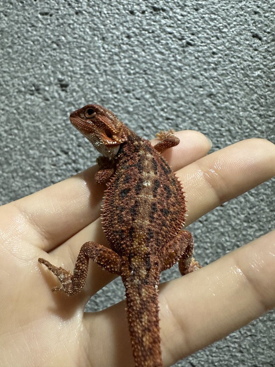 futoago_krep's tweet photo. 成長が楽しみ🦎🔥

#爬虫類 
#フトアゴヒゲトカゲ https://t.co/YBOXenobPg